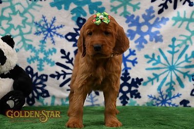 Golden Irish Retriever