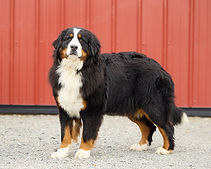 Nora - Goldenretrever-2.jpg