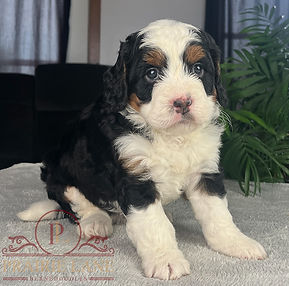 Mini Bernedoodle Puppy