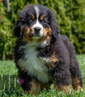 Bernese Mountain Dog
