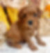 Cavapoo Puppy