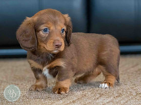 Dapple Dachshund Puppy