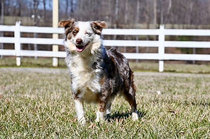 F1 Mini Aussiedoodle