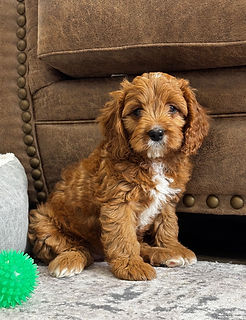 Cavapoo Puppy