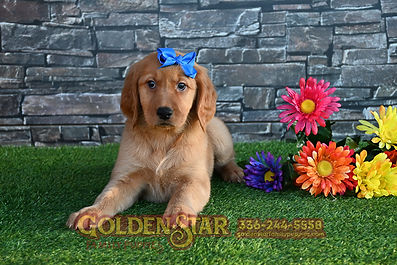 Golden Irish Retriever