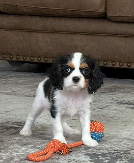 Cavalier King Charles Spaniel Puppy