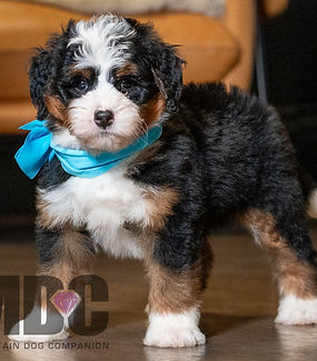 F1 Mini Bernedoodle