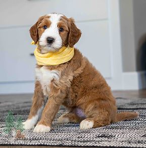 Mini Goldendoodle Puppy