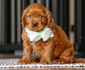 Mini Golden Retriever Puppy