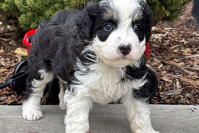 F1 Mini Aussiedoodle