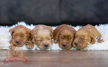 Mini Golden Retriever Puppy