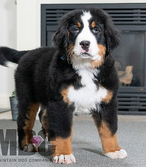 Bernese Mountain Dog