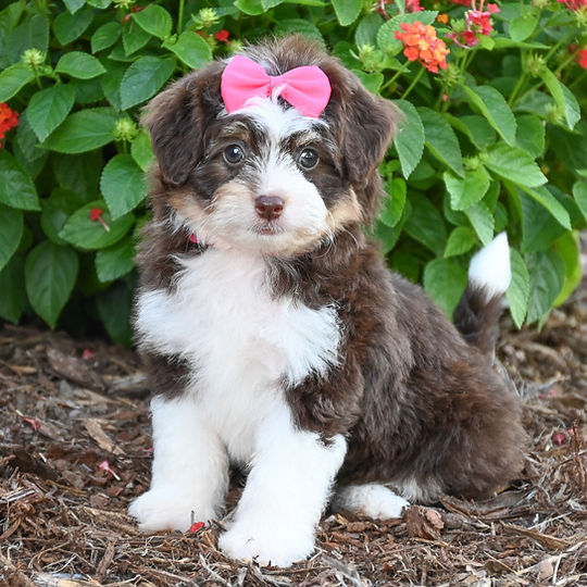 F1 Mini Aussiedoodle