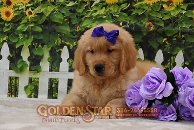 Golden Retriever