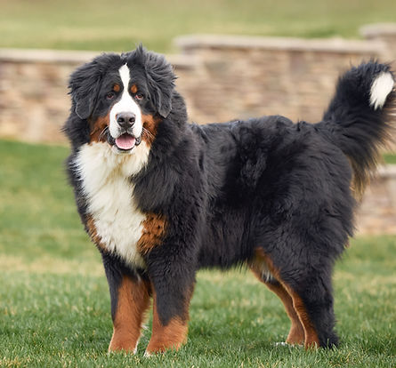 Bernese Mountain Dog