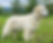 Mini Golden Retriever Puppy