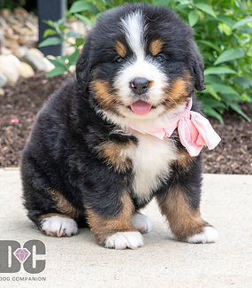 Bernese Mountain Dog
