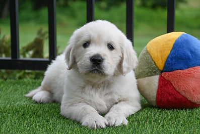 English Cream Golden Retriever