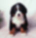 Bernese Mountain Dog Puppy