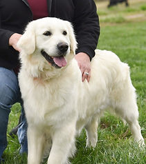 English Cream Golden Retriever Adult