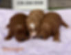 Mini Goldendoodle Puppies Females