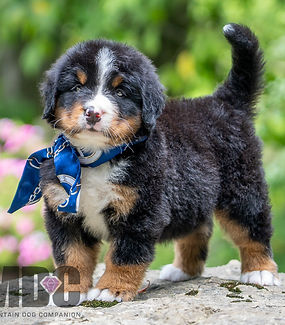 Bernese Mountain Dog