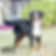 Bernese Mountain Dog Adult Female