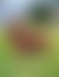 Golden Retriever Temperament: Traits, Training and Tips