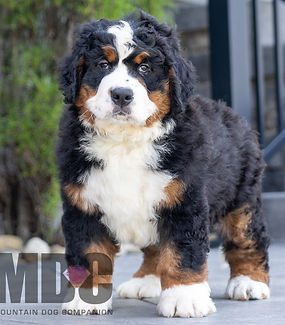 Bernese Mountain Dog