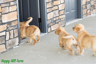 Golden Retriever Puppy