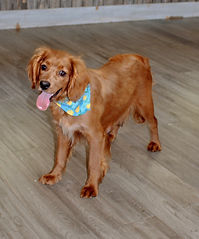 Mini Golden Retriever Puppy