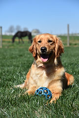 Golden Retriever Adult