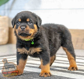 Rottweiler Puppy