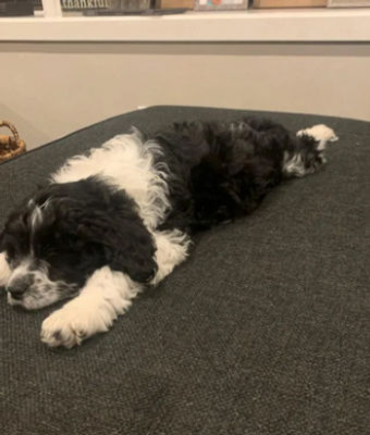 Past Mini Bernedoodle