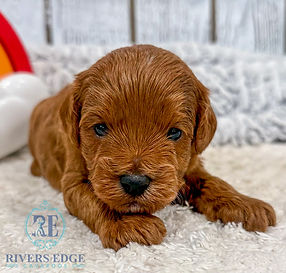 Cavapoo Puppy