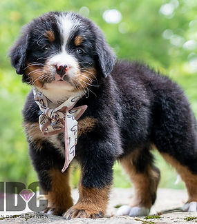 Bernese Mountain Dog Puppy