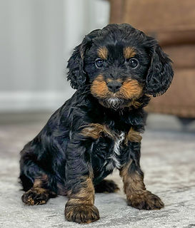 Cavapoo Puppy