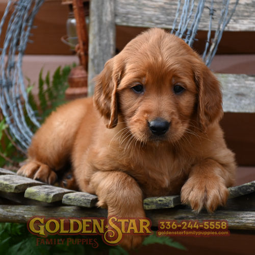 Golden Irish Retriever
