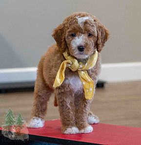 Mini Goldendoodle Puppy