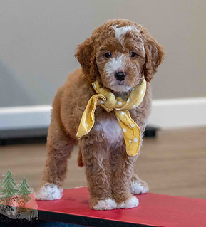 Mini Goldendoodle Puppy