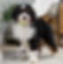 F1 Mini Bernedoodle