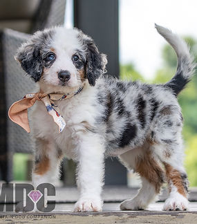 Mini Bernedoodle Puppy