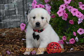 English Cream Golden Retriever