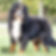 Bernese Mountain Dog Adult Male
