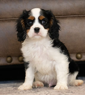 Cavalier King Charles Spaniel Puppy