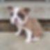 Cavapoo Puppy