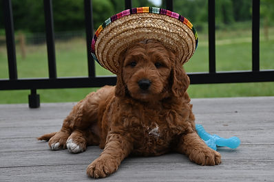 F1b Mini Goldendoodle