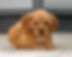 Cavapoo Puppy