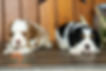 Cavalier Puppies Males