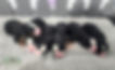 Bernese Mountain Dog Puppy Females